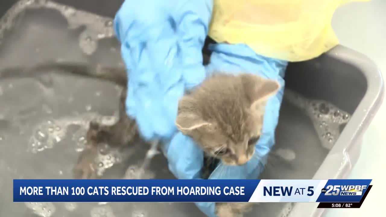 More than 100 cats rescued from hoarding situation in Port St. Lucie — WPBF West Palm Beach, Chicago Health news